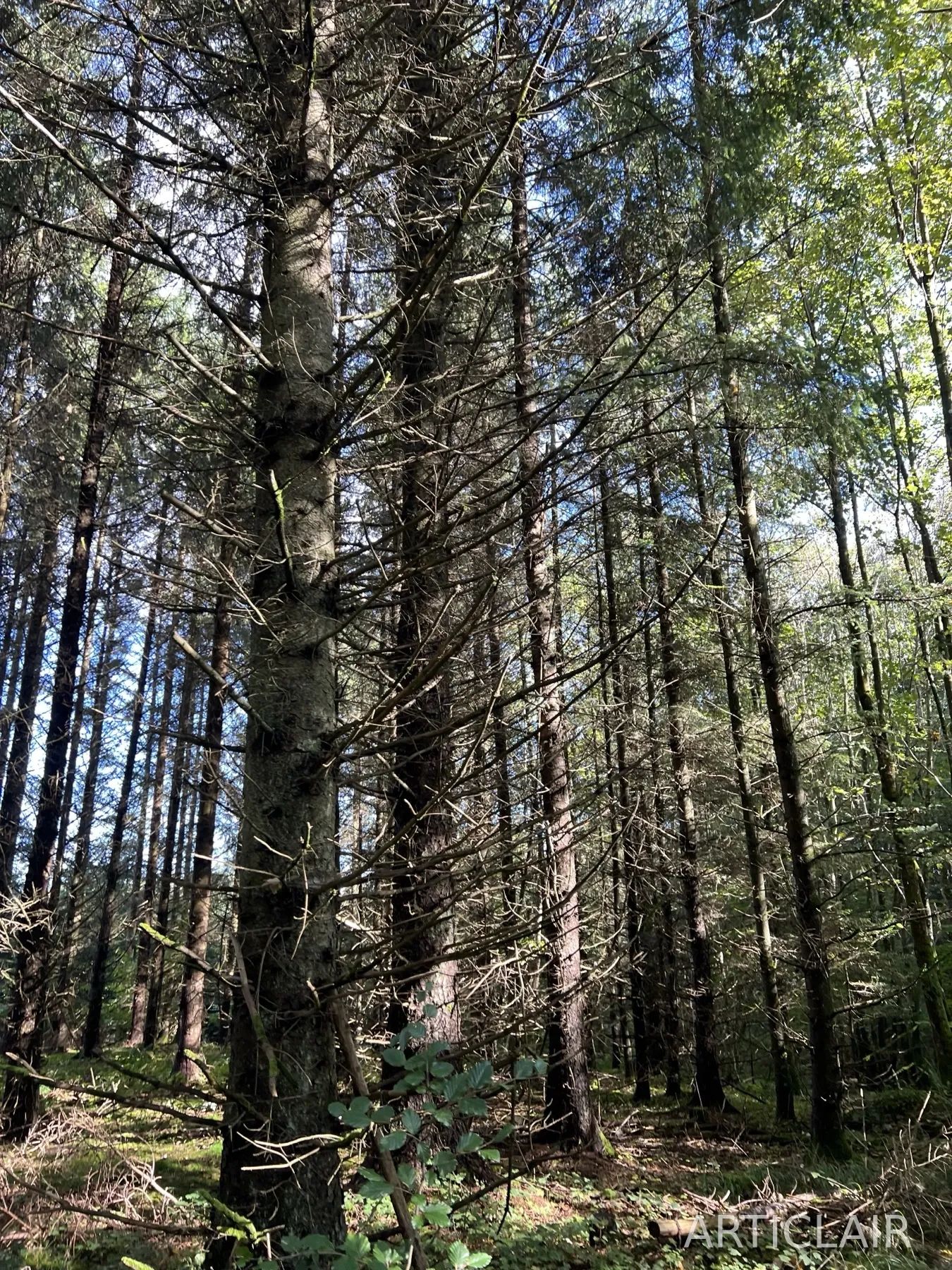 Tall forest trunks rising through shifting light